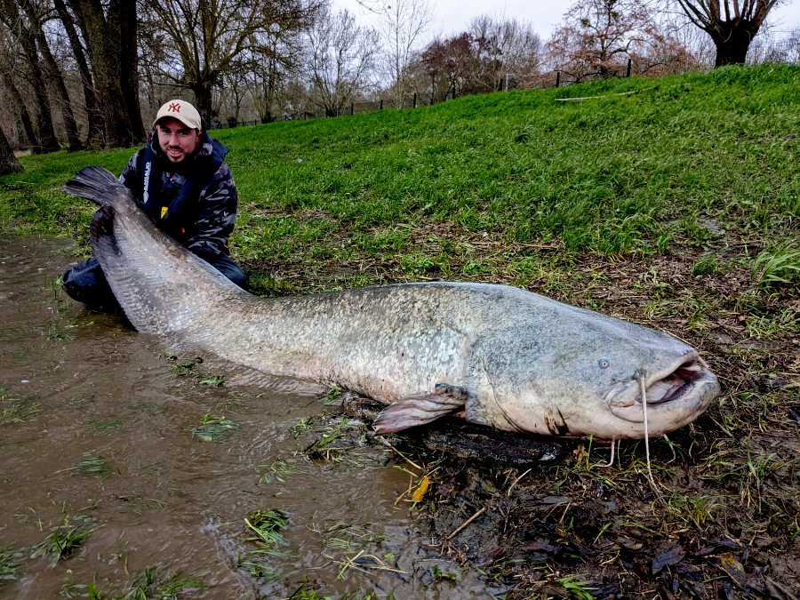 Pêche du silure en bateau sur la Loire avec guide de pêche à Saumur.
