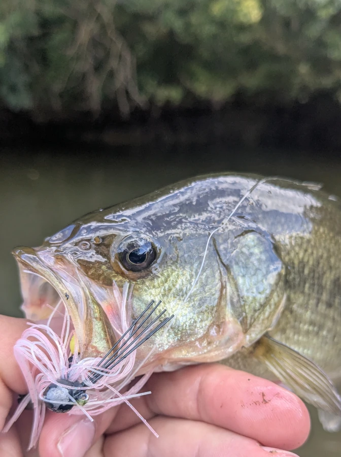 Black bass aux leurres