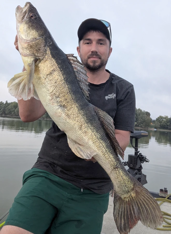 Sandre pris au leurre pendant une sortie guidée