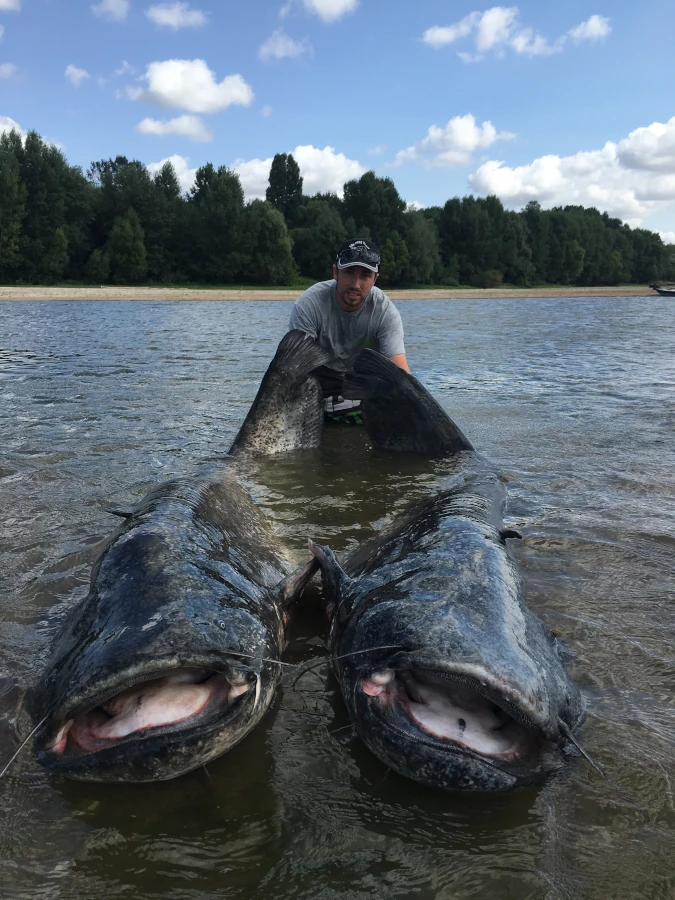 Silure glane Silure capturé en bateau dans le secteur Saumur Angers.
