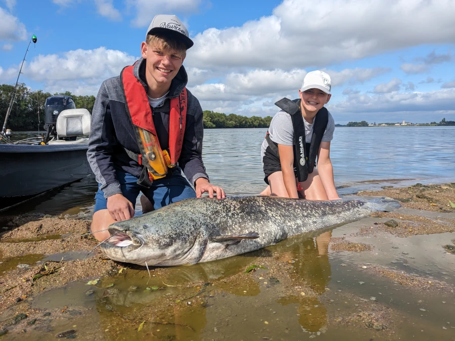 Pêche du silure aux appâts naturels sur la Loire.