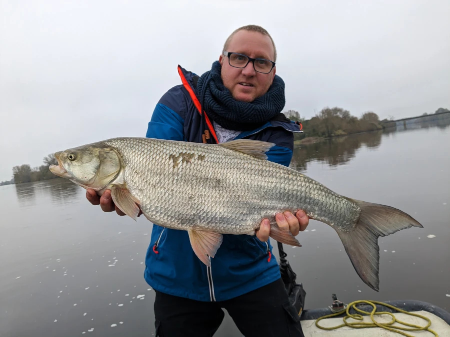 Aspe capturé au leurre à Saumur lors d’une sortie guidée.