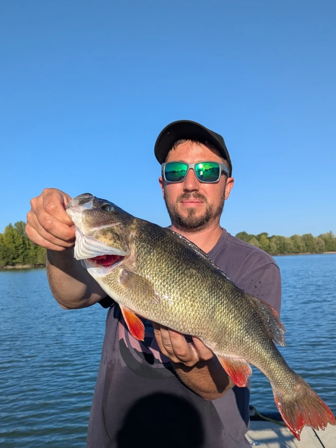 Perche capturée en Loire lors d’une sortie pêche aux leurres.
